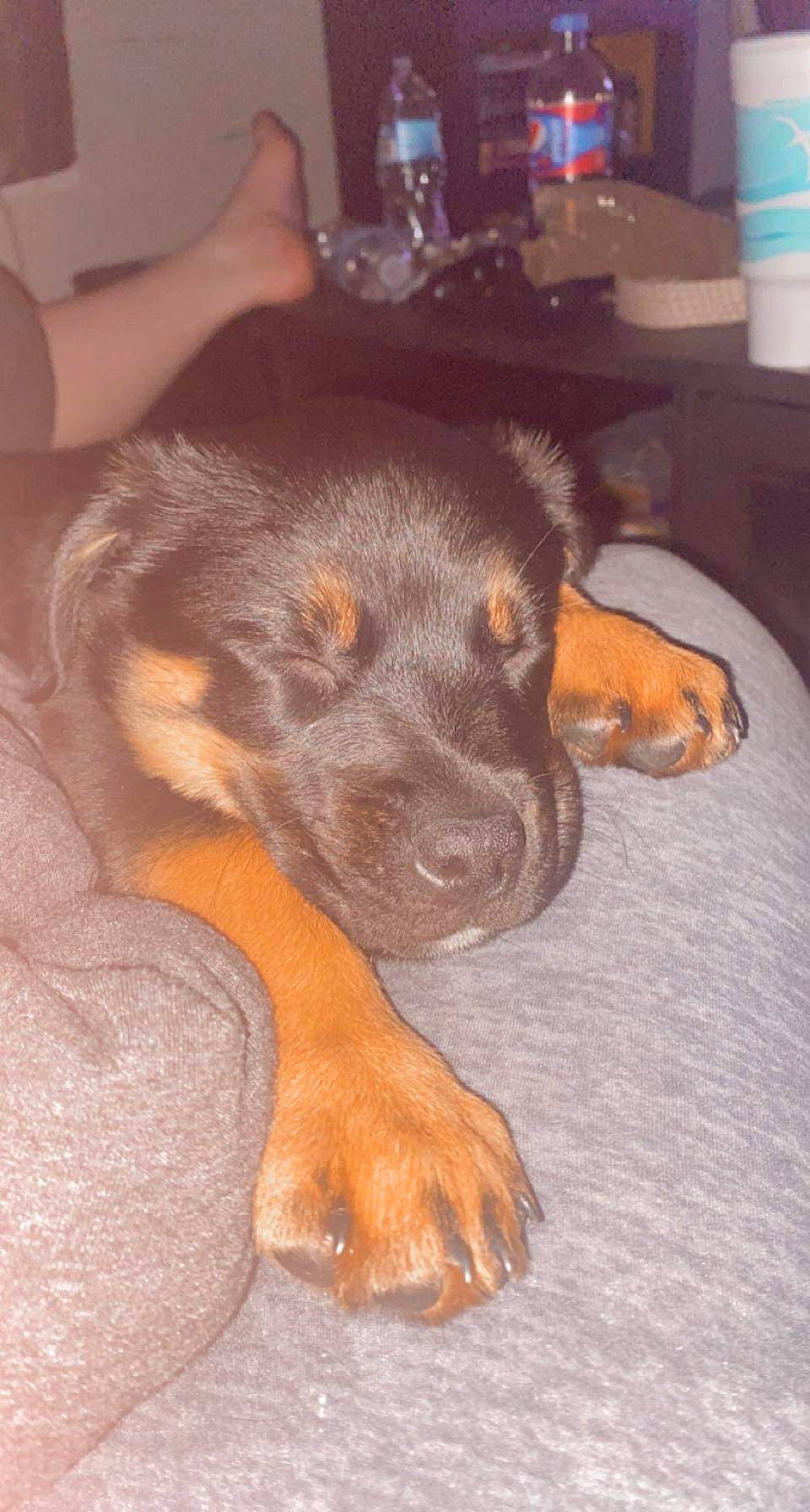 Mikita joined the competition — help win amazing prizes! carnivore, comfort, companion_dog, dog, dog_breed, ear, fur, guard_dog, hardwood, hunting_dog, liver, paw, sporting_group, tail, wood, working_animal, working_dog