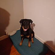 Pako a rejoint le concours — aidez-le/la à gagner de superbes lots ! animal, black_dog, canine, companion, corner, cushion, cute, dog, domestic_animal, friendly, happy, house, indoor, pet, portrait, relaxed, sitting, tan_markings, wall, wooden_floor