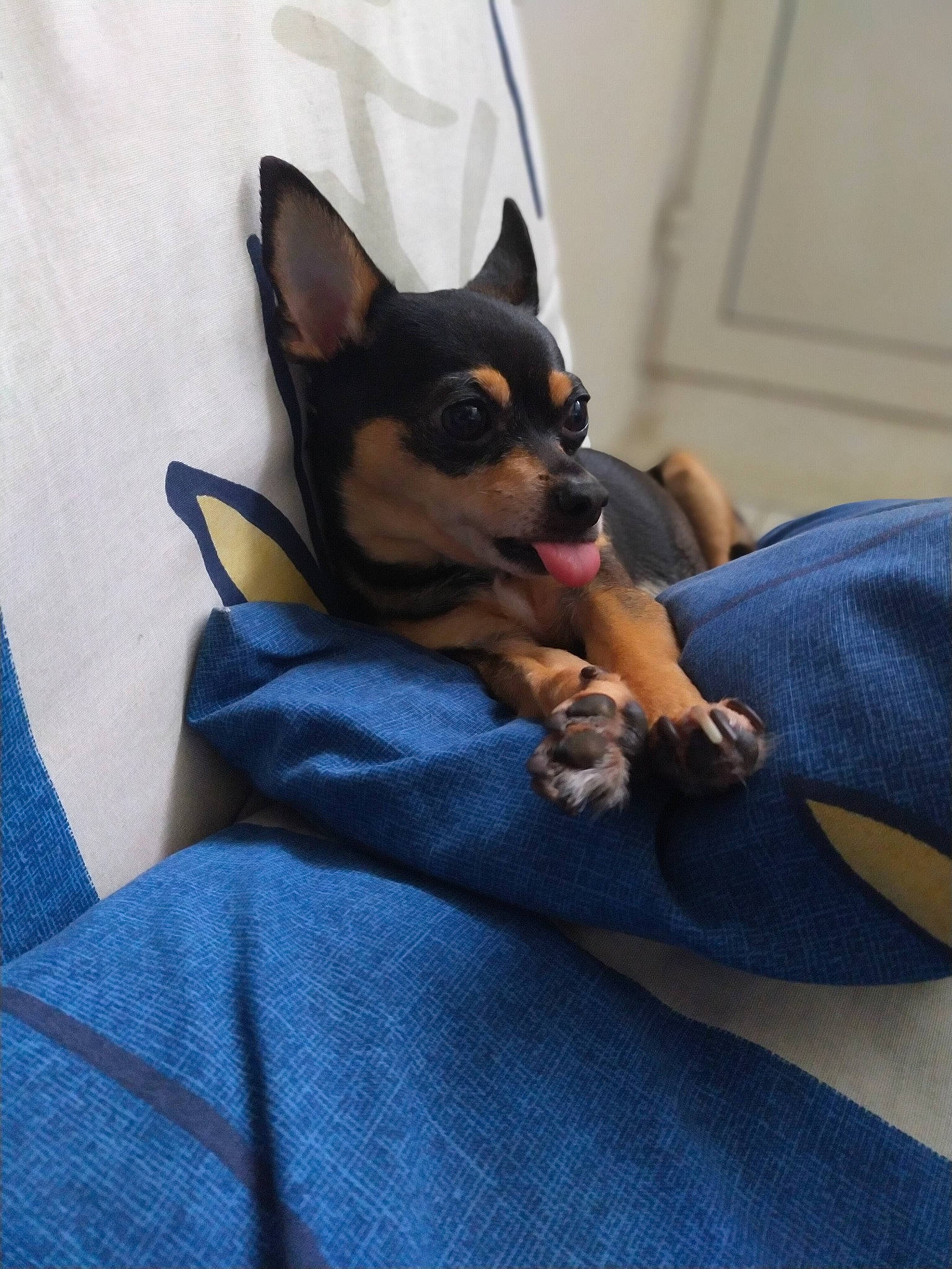 Chanel participe au concours pour gagner de l'argent avec cette photo : canidae, carnivore, chihuahua, companion_dog, dog, dog_breed, ear, english_toy_terrier, fawn, german_pinscher, mammal, miniature_pinscher, pinscher, prazsky_krysarik, russkiy_toy, snout, toy_dog, toy_fox_terrier, toy_manchester_terrier, vertebrate