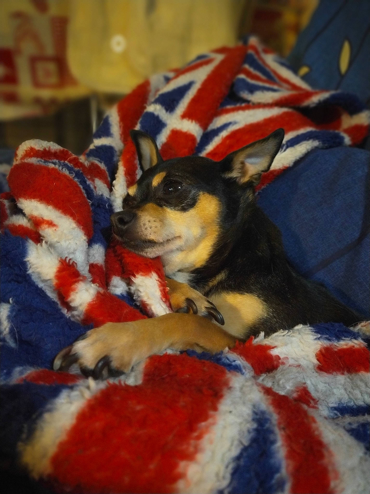 Chanel a rejoint le concours — aidez-le/la à gagner de superbes lots ! canidae, carnivore, chihuahua, companion_dog, dog, dog_breed, flag_of_the_united_states, puppy, toy_dog