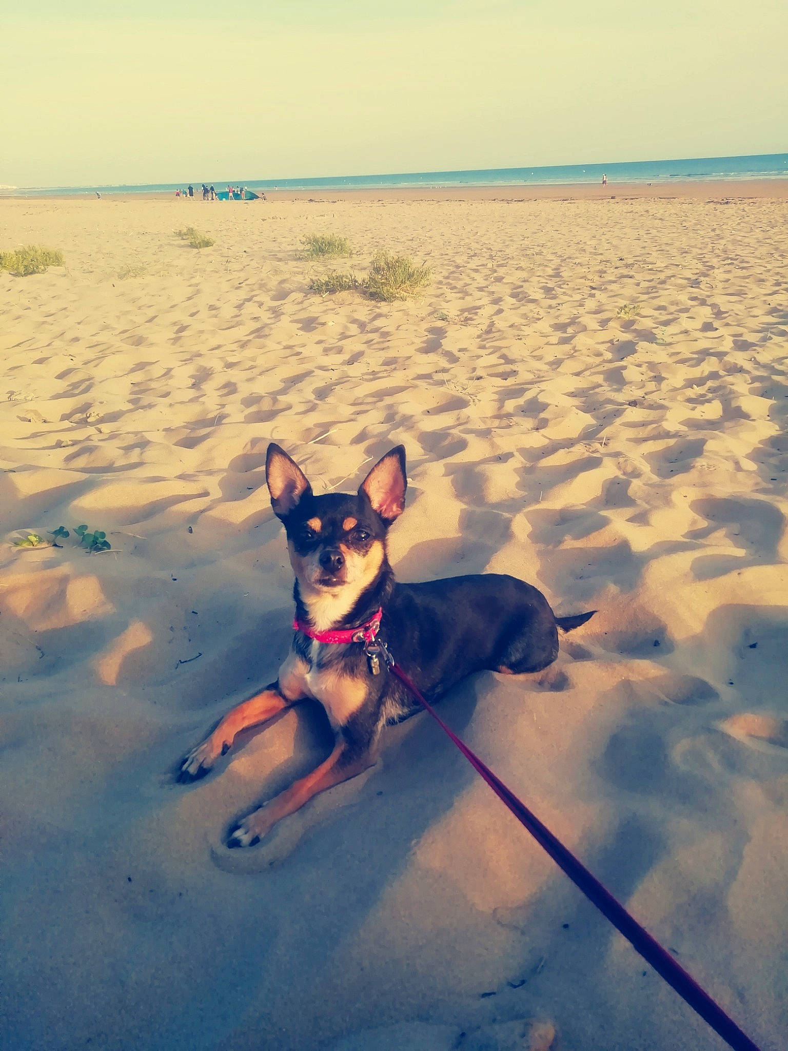 Chanel participe au concours pour gagner de l'argent avec cette photo : australian_kelpie, beach, canidae, carnivore, cloud, coast, dog, dog_breed, dog_walking, miniature_pinscher, ocean, prazsky_krysarik, rat_terrier, russkiy_toy, sand, sea, sky, summer, toy_dog, vacation