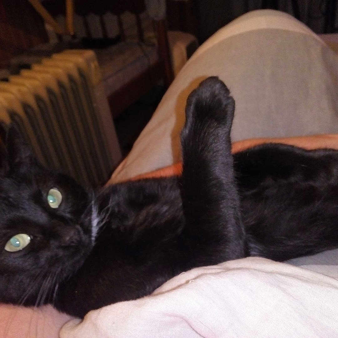 Zoulou participe au concours pour gagner de l'argent avec cette photo : black_cat, bombay, cat, cat_like_mammal, claw, domestic_short_haired_cat, fauna, fur, kitten, paw, small_to_medium_sized_cats, whiskers