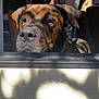 accessories, animal, belt, boxer, bulldog, canine, car, cartrunk, dog, face, greatdane, hound, labradorretriever, pet, pitbull, puppy, snout, transportation, vehicle, window