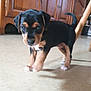 Grande Tache a rejoint le concours — aidez-le/la à gagner de superbes lots ! puppy, dog, young, indoor, floor, wooden_cabinet, curious, small, black, brown, white, pet, animal, cute, walking, legs, ears, tail, home, furniture