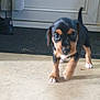 puppy, dog, floor, indoor, black, brown, white_paws, curious, walking, young, pet, animal, door, mat, closeup, blurred_background, small, cute, front_view, tail_up