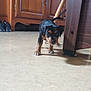Grande Tache a rejoint le concours — aidez-le/la à gagner de superbes lots ! puppy, dog, indoor, floor, wooden_cabinet, furniture, curious, small_puppy, brown_and_black, legs, paws, tail, home, living_room, cabinet_doors, shoes, wooden_leg, curiosity, pet, young_dog