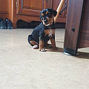 Grande Tache a rejoint le concours — aidez-le/la à gagner de superbes lots ! puppy, dog, indoor, floor, wooden_furniture, shoes, small, curious, pet, cute, animal, brown, black, sitting, young, domestic, household, adorable, canine, flooring