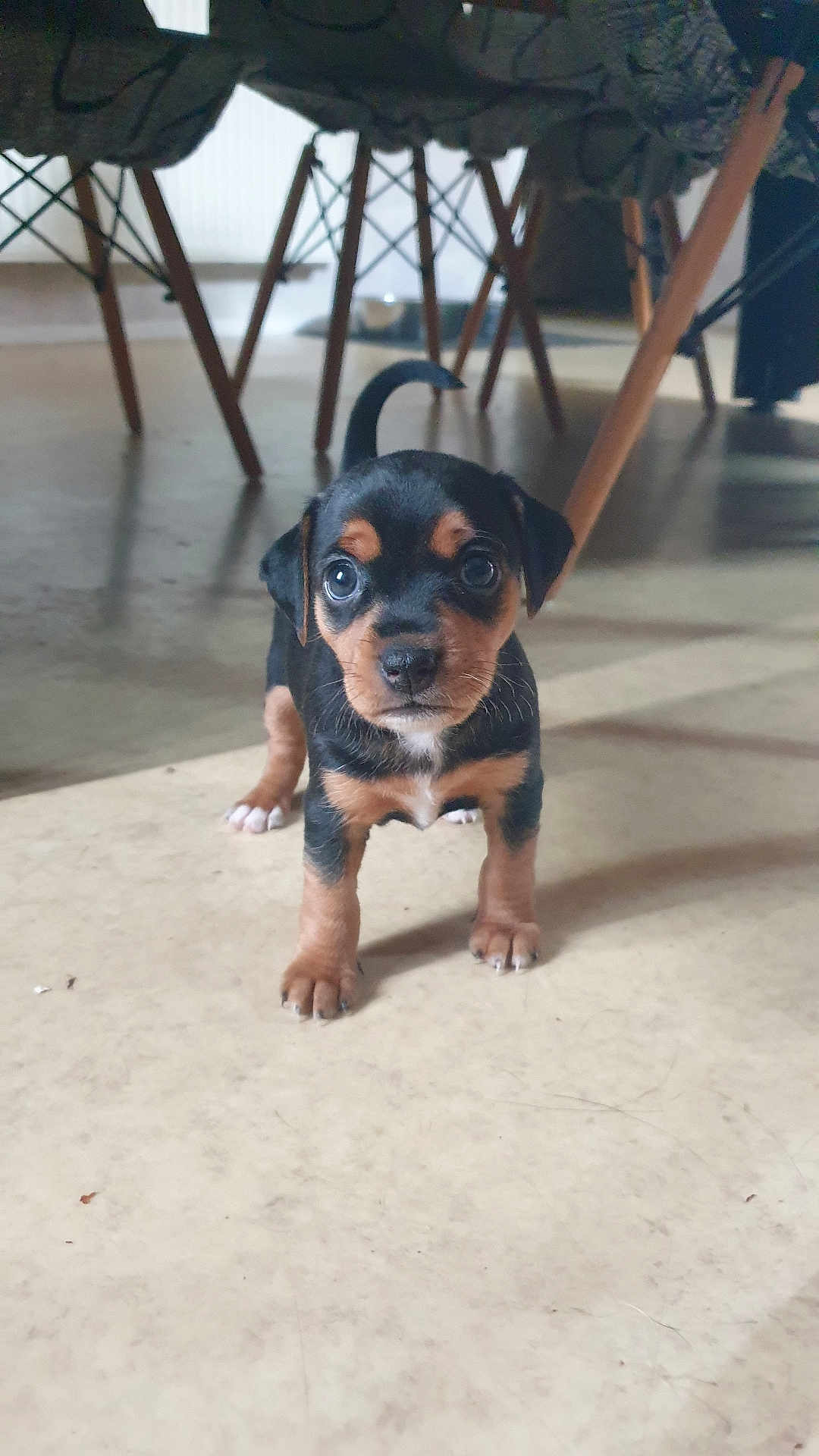 Grande Tache participe au concours pour gagner de l'argent avec cette photo : puppy, dog, animal, pet, indoor, floor, table, chair_legs, curious, small, brown_and_black, young, cute, looking_at_camera, standing, domestic, fur, whiskers, eyes, tail