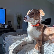 Whisper participe au concours pour gagner de l'argent avec cette photo : dog, indoor, blanket, sunlight, relaxed, pet, furniture, living_room, decor, brown, white, collar, side_view, floor, plant, television, calm, home, animal, portrait