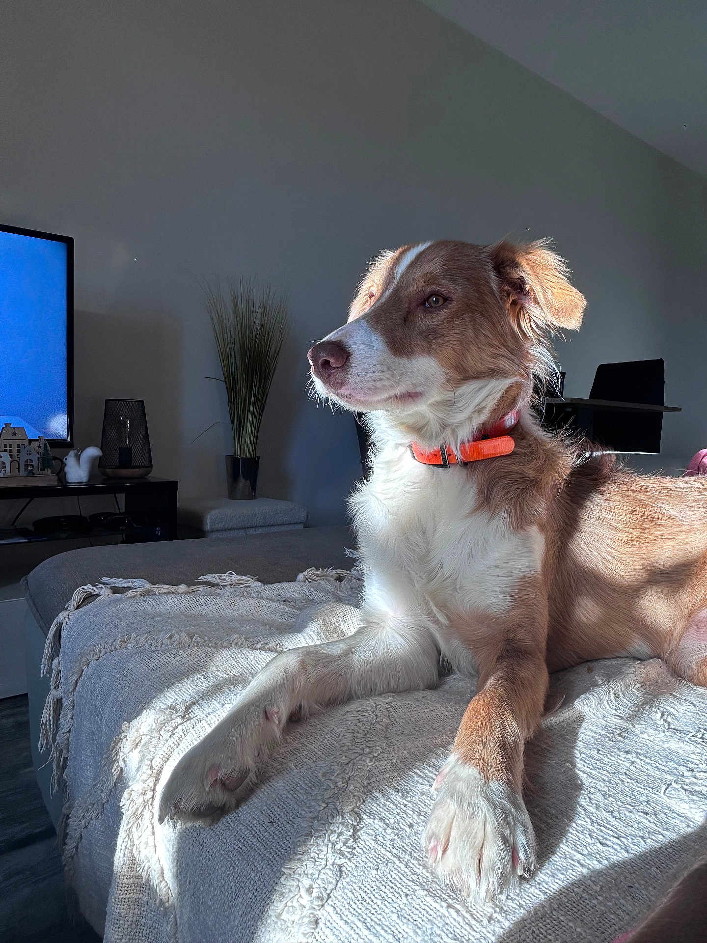 Whisper participe au concours pour gagner de l'argent avec cette photo : dog, indoor, blanket, sunlight, relaxed, pet, furniture, living_room, decor, brown, white, collar, side_view, floor, plant, television, calm, home, animal, portrait