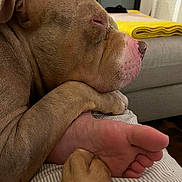 Jean-Noel Lemond participe au concours pour gagner de l'argent avec cette photo : animal, blanket, bond, close_up, comfort, companion, couch, cozy, dog, foot, fur, home, human, indoor, living_room, paw, pet, relaxation, resting, sleepy