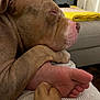 animal, blanket, bond, close_up, comfort, companion, couch, cozy, dog, foot, fur, home, human, indoor, living_room, paw, pet, relaxation, resting, sleepy