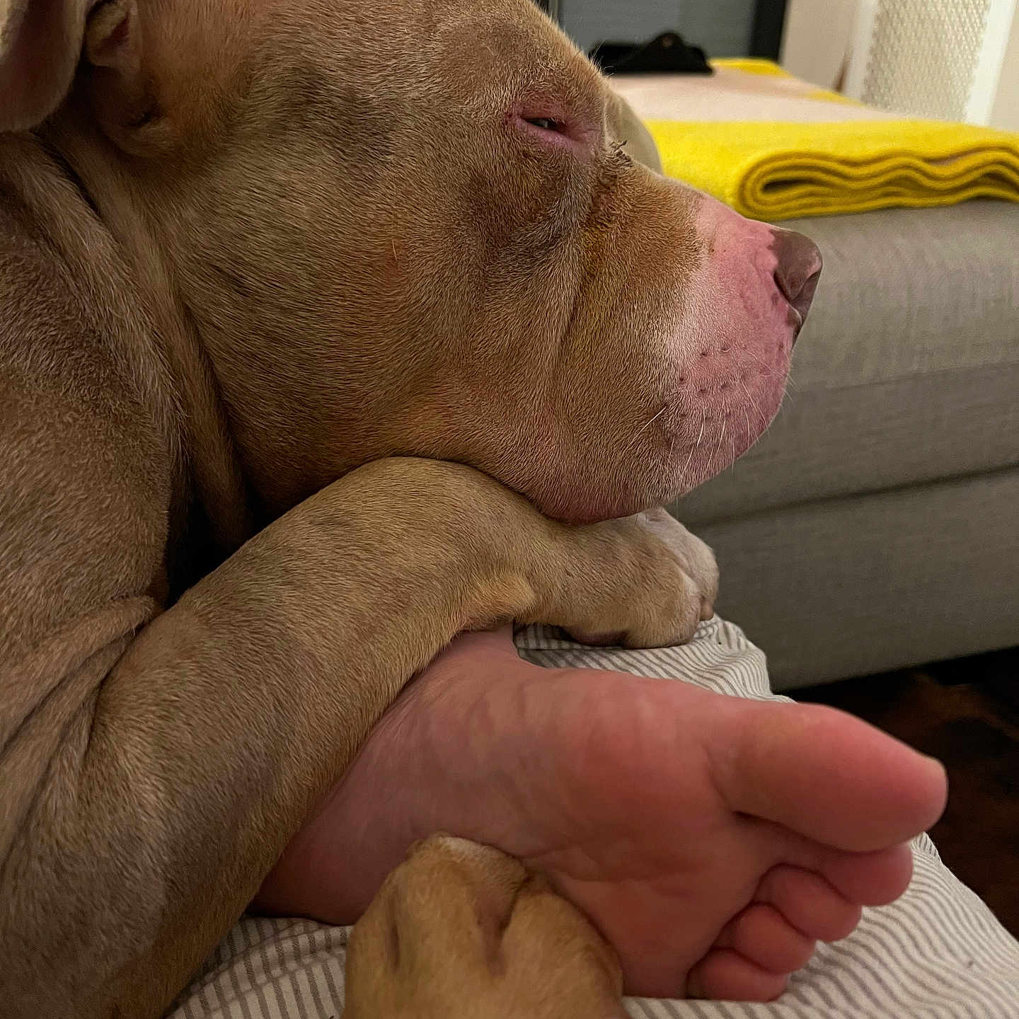Jean-Noel Lemond participe au concours pour gagner de l'argent avec cette photo : animal, blanket, bond, close_up, comfort, companion, couch, cozy, dog, foot, fur, home, human, indoor, living_room, paw, pet, relaxation, resting, sleepy