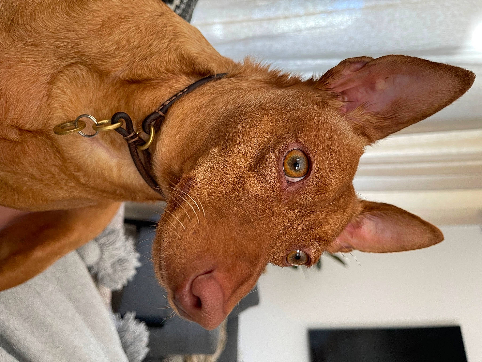 Auron a rejoint le concours — aidez-le/la à gagner de superbes lots ! canidae, carnivore, collar, companion_dog, dog, dog_breed, dog_collar, ear, fawn, fur, liver, pet_supply, snout, sporting_group, television, terrestrial_animal, whiskers, working_animal, wrinkle, wrist