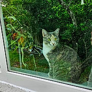 Melody is registered to the contest to win money with this photo: animal, background, cat, curious, daylight, ears, eyes, feline, fur, garden, glass, greenery, nature, outdoor, pet, reflection, sitting, tree, whiskers, window