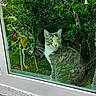 animal, background, cat, curious, daylight, ears, eyes, feline, fur, garden, glass, greenery, nature, outdoor, pet, reflection, sitting, tree, whiskers, window