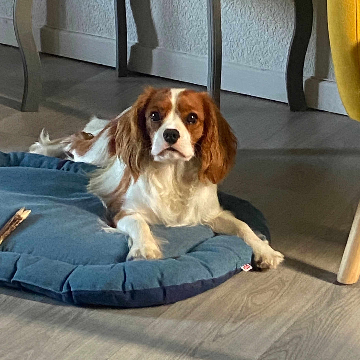 Marley participe au concours pour gagner de l'argent avec cette photo : dog, cavalier_king_charles_spaniel, pet_bed, indoor, wooden_floor, furniture, yellow_chair, table, domestic_animal, canine, resting, looking_at_camera, cozy, living_room, brown_and_white, long_ears, cute, animal, companion, home