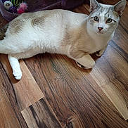 Phoenix is registered to the contest to win money with this photo: animal, blue_eyes, cat, ears, face, feline, gray_markings, hardwood_floor, home, indoor, lying_down, pet, pet_toys, photography, portrait, relaxed, toy_basket, whiskers, white_cat, wooden_floor