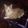 Phoenix is registered to the contest to win money with this photo: animal, black_seat, cat, feline, flash_photography, glowing_eyes, gray_cat, home, indoors, lying_down, mobility_aid, pet, pointed_ears, portrait, purple_frame, sitting, tabby_markings, walker, whiskers, white_cat