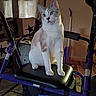 Phoenix joined the competition — help win amazing prizes! animal, black_seat, blue_eyes, cat, cozy_room, curtains, ears, furniture, gray_markings, home, indoors, looking_at_camera, medical_equipment, mobility_walker, pet, portrait, purple_walker, sitting, whiskers, white_cat