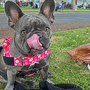 Lucy joined the competition — help win amazing prizes! dog, french_bulldog, tongue_out, harness, pink_harness, grass, park, outdoor, pet, leash, black_blanket, animal, cute, playful, canine, ears, nose, muzzle, daylight, nature