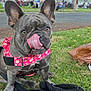 dog, french_bulldog, tongue_out, harness, pink_harness, grass, park, outdoor, pet, leash, black_blanket, animal, cute, playful, canine, ears, nose, muzzle, daylight, nature
