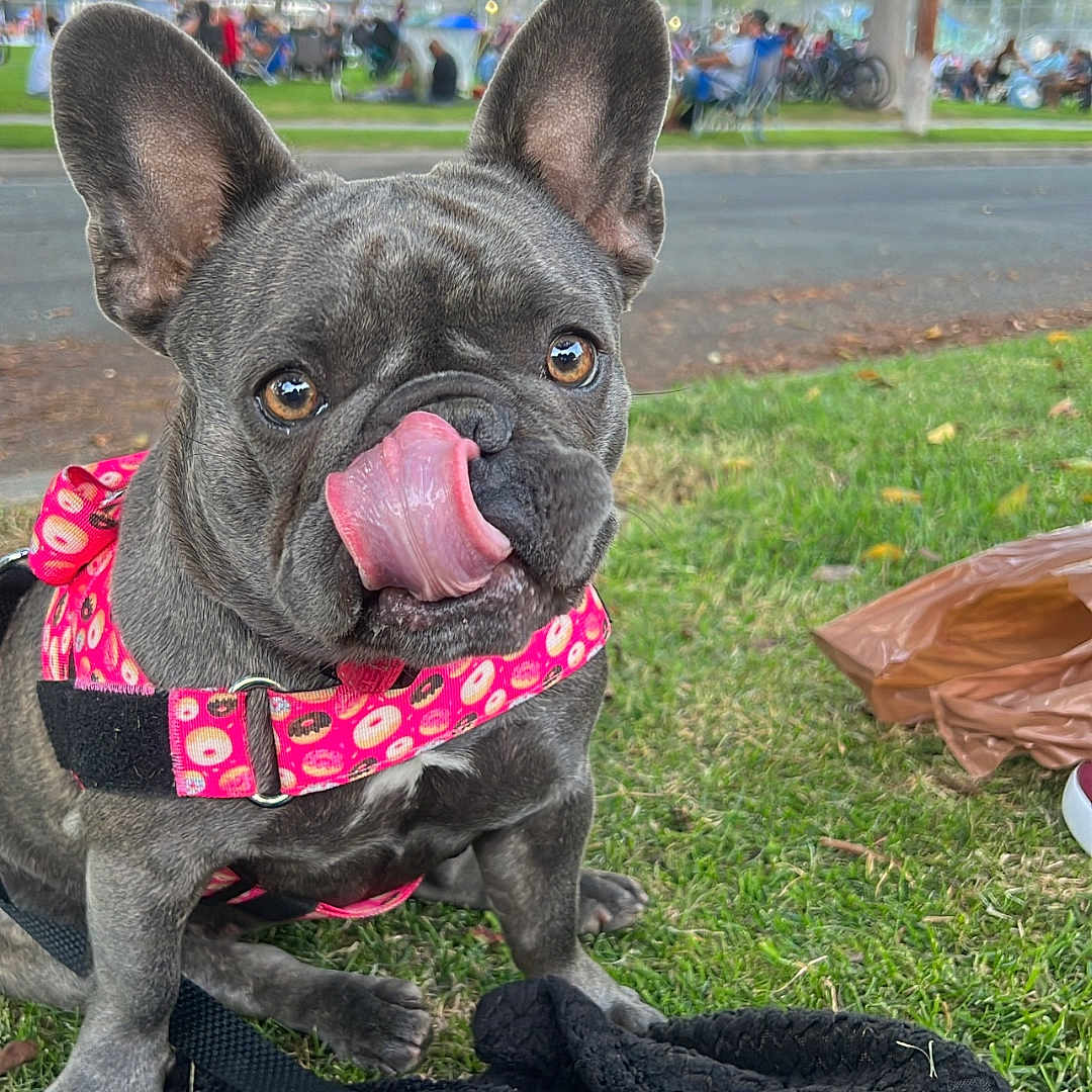 Lucy joined the competition — help win amazing prizes! animal, black_blanket, canine, cute, daylight, dog, ears, french_bulldog, grass, harness, leash, muzzle, nature, nose, outdoor, park, pet, pink_harness, playful, tongue_out