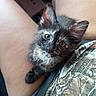 animal, camouflage, cat, closeup, clothing, comfort, cute, denim, ears, eyes, fur, indoor, kitten, lap, person, pet, resting, shorts, soft, young