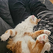 Charlie a rejoint le concours — aidez-le/la à gagner de superbes lots ! cat, orange_cat, white_cat, fluffy, relaxed, lying_down, paws, pink_paw_pads, couch, blanket, cushion, indoor, cozy, person, black_pants, white_socks, home, pet, sleeping, comfortable