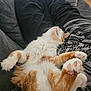 cat, orange_cat, white_cat, fluffy, relaxed, lying_down, paws, pink_paw_pads, couch, blanket, cushion, indoor, cozy, person, black_pants, white_socks, home, pet, sleeping, comfortable
