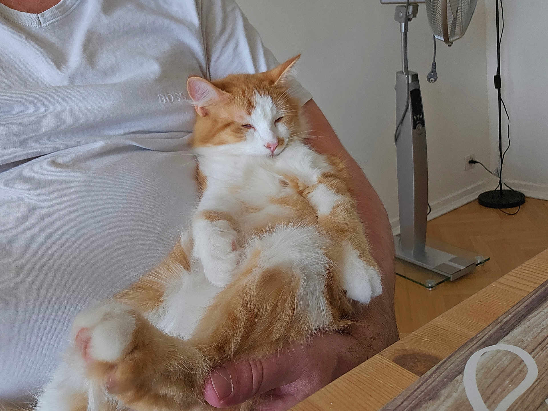 Charlie a rejoint le concours — aidez-le/la à gagner de superbes lots ! arm, casual, cat, comfort, fan, feline, fluffy, fur, home, indoor, orange_cat, paw, person, pet, relaxing, resting, sleepy, white_cat, white_shirt, wooden_table