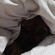 Fred Mertz is registered to the contest to win money with this photo: animal, blanket, canine, comfort, covered, cozy, dog, fur, fur_pattern, hidden, indoor, paw, pet, relaxing, resting, sleepy, snuggle, soft, warm, white