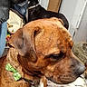 Fred Mertz is registered to the contest to win money with this photo: animal, black_dog, blanket, brown_dog, canine, close_up, collar, companion, dog, domestic, door, fur, furniture, household, indoor, mammal, pet, polka_dot_bow_tie, resting, side_view