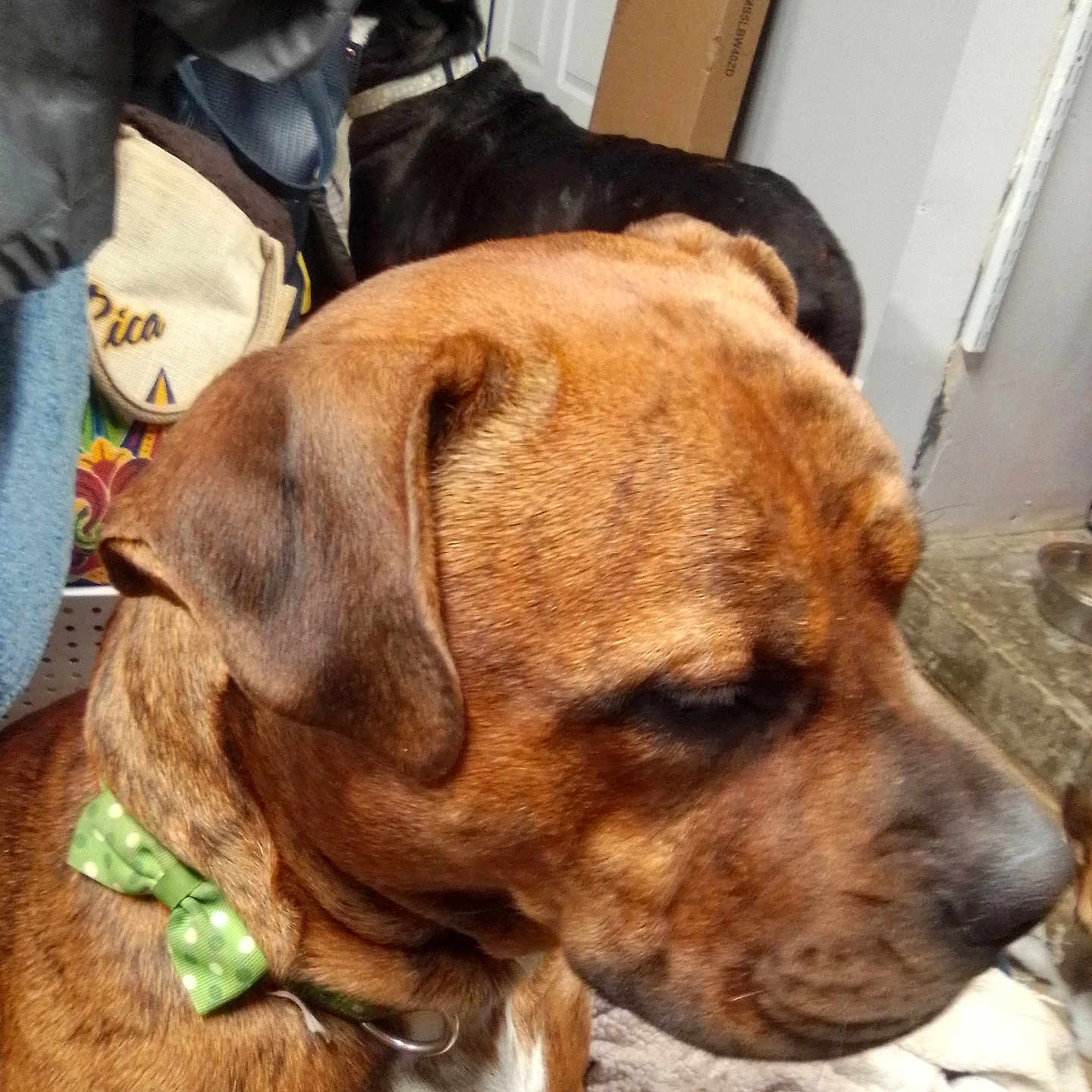 Fred Mertz is registered to the contest to win money with this photo: animal, black_dog, blanket, brown_dog, canine, close_up, collar, companion, dog, domestic, door, fur, furniture, household, indoor, mammal, pet, polka_dot_bow_tie, resting, side_view