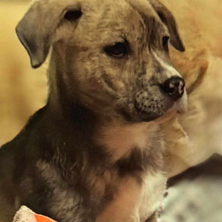 Max joined the competition — help win amazing prizes! animal, ball, boxer, bulldog, canine, chihuahua, dog, goldenretriever, hound, labradorretriever, person, pet, pitbull, puppy, sleeping, snout, sport, tennis, tennisball, whitedog