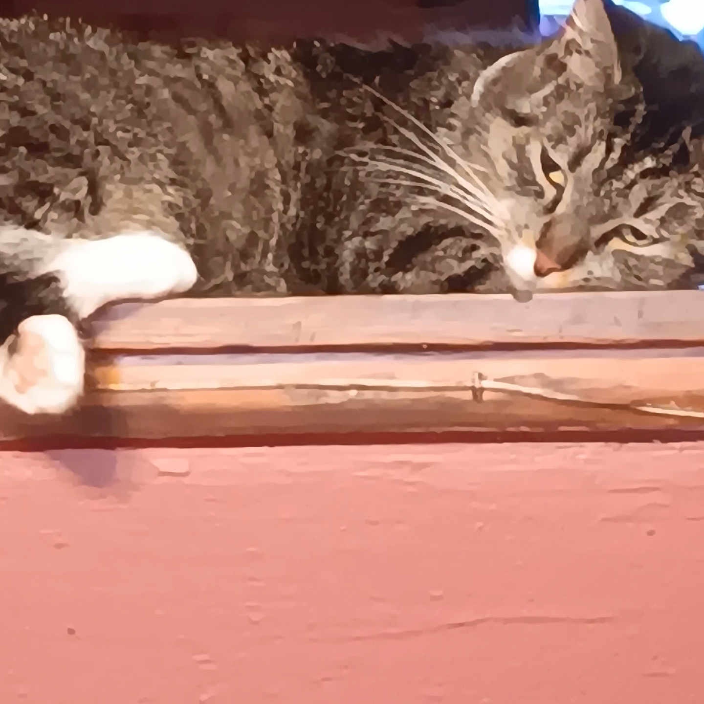 Gracie