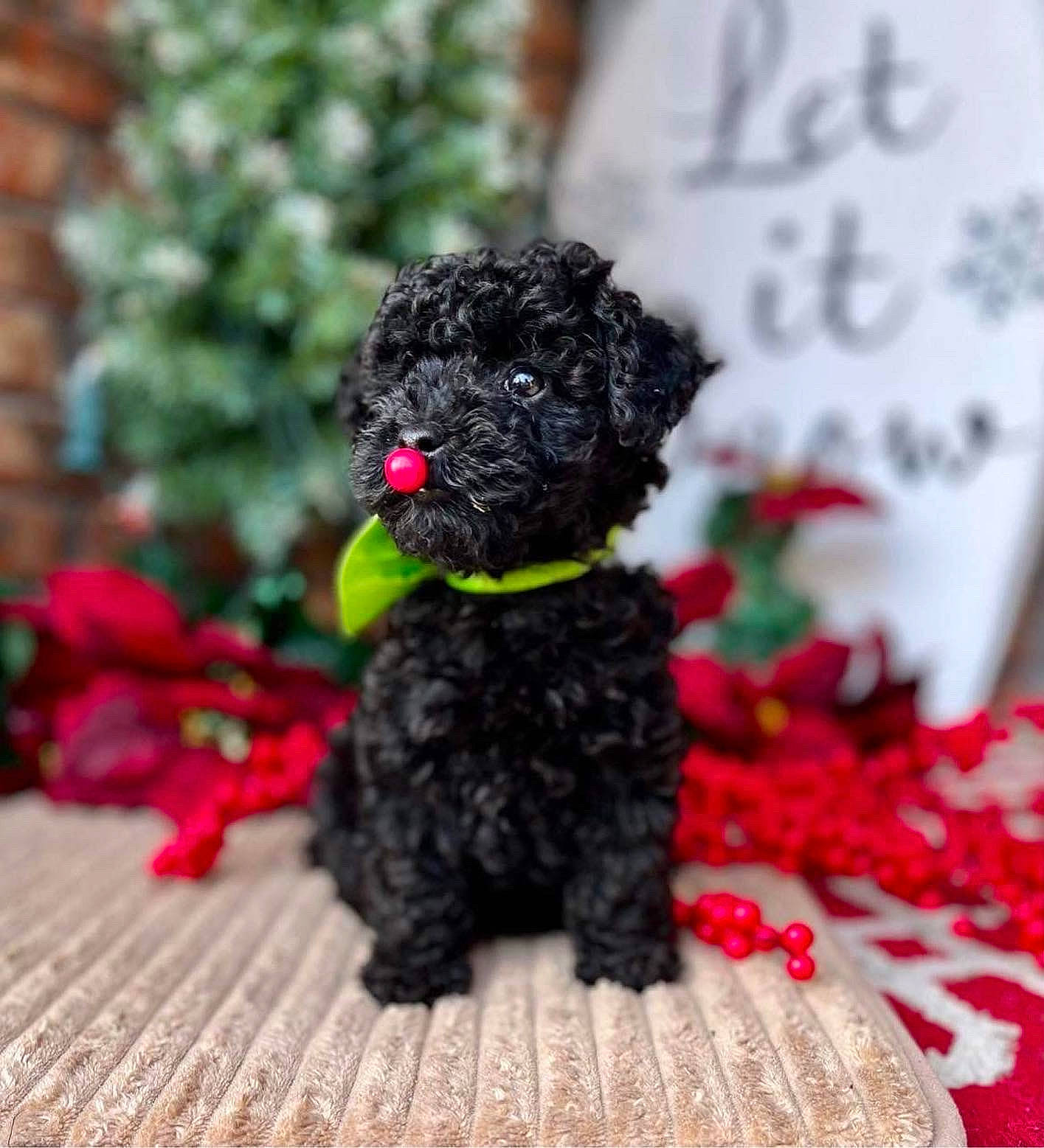 Rudolph joined the competition — help win amazing prizes! canidae, carnivore, companion_dog, dog, dog_breed, dog_supply, fur, magenta, pink, plant, snout, soil, sporting_group, stuffed_toy, terrestrial_animal, terrier, toy, toy_dog, water_dog, working_animal