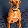 dog, brown_dog, sitting, indoors, couch, blue_couch, pet, collar, floppy_ears, white_chest, portrait, animal, living_room, furniture, blanket, wood_floor, centered_subject, direct_gaze, calm, photography