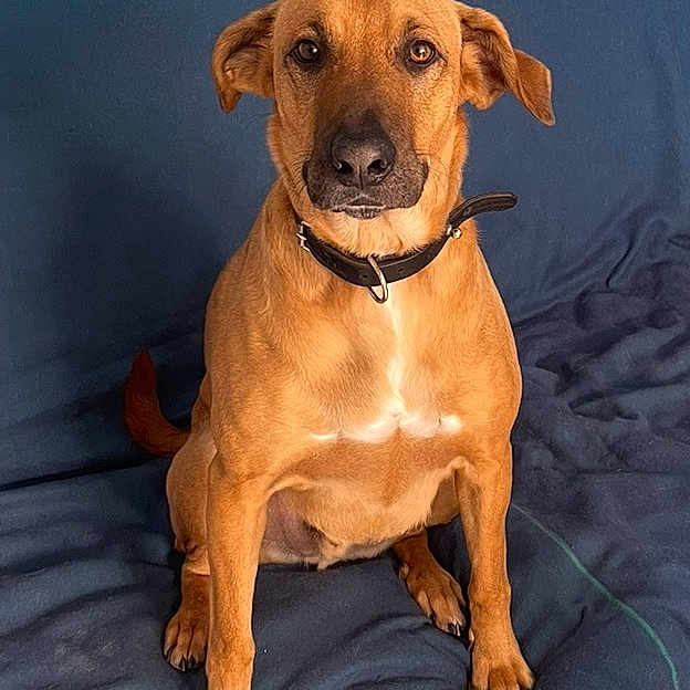 Nono a rejoint le concours — aidez-le/la à gagner de superbes lots ! dog, brown_dog, sitting, indoors, couch, blue_couch, pet, collar, floppy_ears, white_chest, portrait, animal, living_room, furniture, blanket, wood_floor, centered_subject, direct_gaze, calm, photography