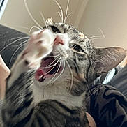 Lyna participe au concours pour gagner de l'argent avec cette photo : cat, tabby, yawning, paw, close_up, pet, animal, whiskers, fur, indoor, cute, feline, mouth_open, relaxed, sleepy, domestic_cat, striped, nose, ear, home