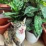 cat, calico_cat, pet, animal, feline, yawning, potted_plant, greenery, indoor_garden, terracotta_pot, white_pot, wooden_surface, leafy_plants, nature, cute, whiskers, fur, tabby, sitting, closeup