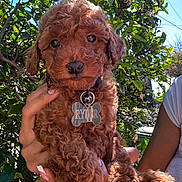 Ryder is registered to the contest to win money with this photo: animal, close_up, collar, curly_fur, cute, dog, greenery, hand, leaf, nails, nature, outdoor, person, pet_tag, portrait, puppy, red_brown, summer, sunlight, young_dog