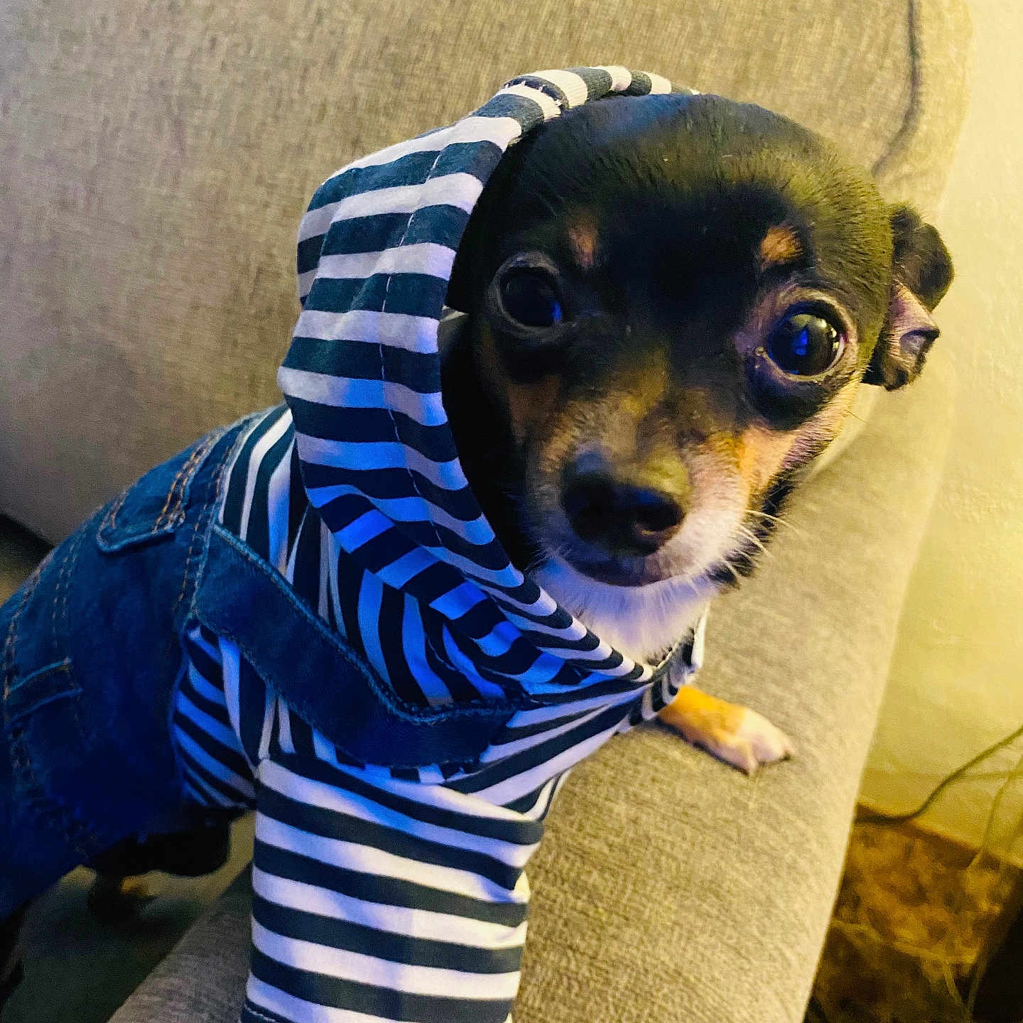 Oreo joined the competition — help win amazing prizes! animal, canine, chihuahua, clothing, coat, couch, cushion, dog, face, furniture, hat, head, homedecor, jeans, pants, person, pet, photography, portrait, puppy