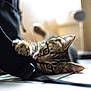 Yoshi participe au concours pour gagner de l'argent avec cette photo : kitten, cat, tabby, paw, floor, black_strap, curious, indoor, pet, animal, whiskers, ears, close_up, playful, light, shadow, soft_focus, feline, cute, young