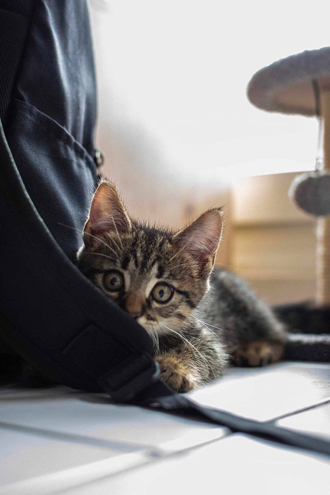 Yoshi participe au concours pour gagner de l'argent avec cette photo : kitten, cat, tabby, indoor, floor, backpack, curious, pet, animal, tile_floor, whiskers, ears, playful, young, cute, feline, soft_light, shadow, resting, background_blur