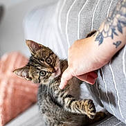 Yoshi participe au concours pour gagner de l'argent avec cette photo : kitten, cat, tabby, pet, animal, couch, striped, hand, tattoo, furniture, indoor, playful, curious, pink_pillow, closeup, young_cat, paw, whiskers, domestic_cat, cozy