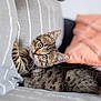 kitten, cat, tabby, pet, animal, cute, indoor, couch, striped, toy, playful, feline, whiskers, ears, fur, relaxed, home, cozy, closeup, curious