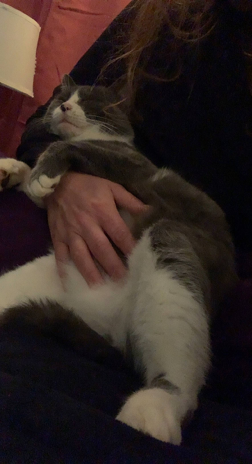 Blacky a rejoint le concours — aidez-le/la à gagner de superbes lots ! carnivore, cat, claw, comfort, dog_breed, domestic_short_haired_cat, felidae, fur, gesture, nap, paw, sleep, small_to_medium_sized_cats, snout, tail, whiskers