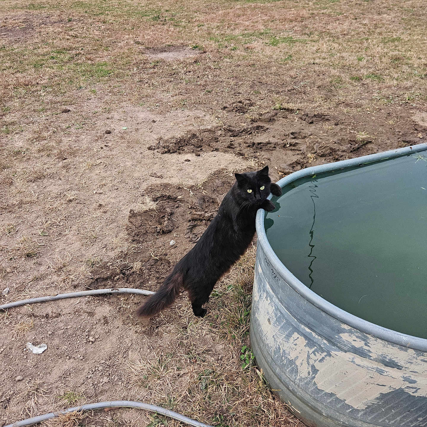 Sugward is registered to the contest to win money with this photo: accessories, animal, architecture, backyard, blackcat, building, canine, cat, fox, grass, kitfox, nature, outdoors, pet, plant, shelter, soil, strap, water, yard