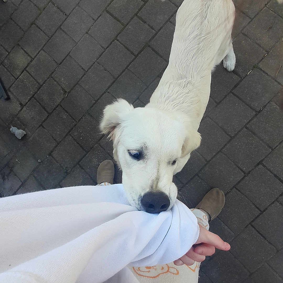 Aslan participe au concours pour gagner de l'argent avec cette photo : accessories, adult, animal, bodypart, canine, clothing, dog, female, finger, footwear, hand, path, person, pet, puppy, shoe, strap, walkway, whitedog, woman
